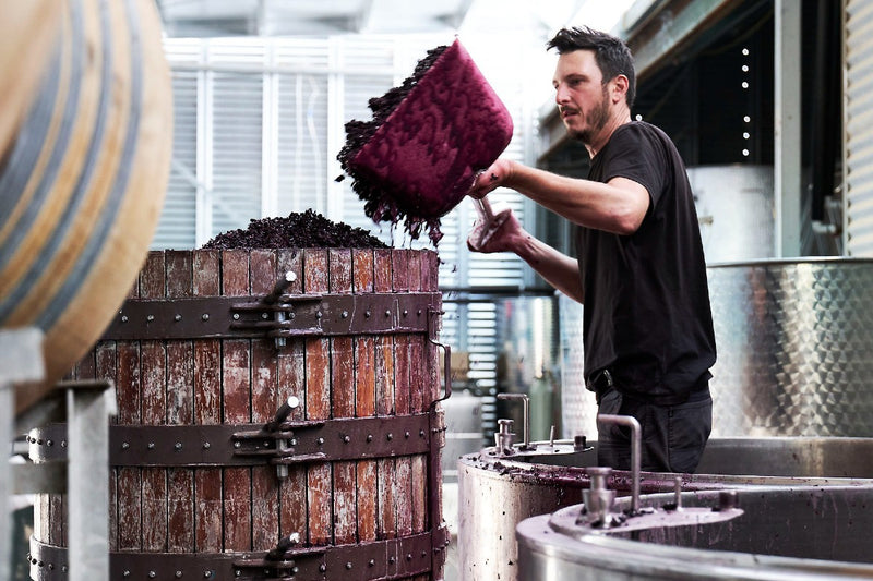 Winemaker shovelling red grapes into basket press