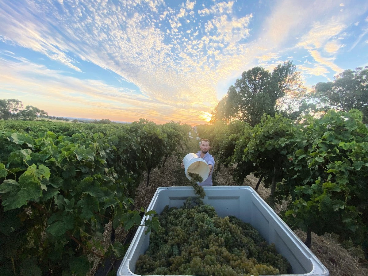 We're Sustainable Winegrowing Certified