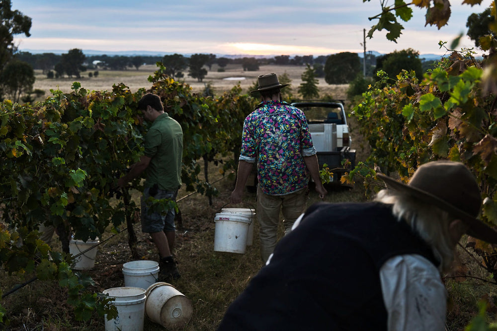 People handpicking grapes in vineyard as man walks buckets towards ute
