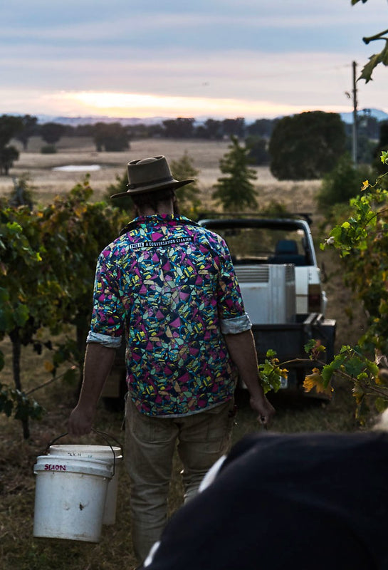 Man holding buckets of grapes walks through vineyard towards ute